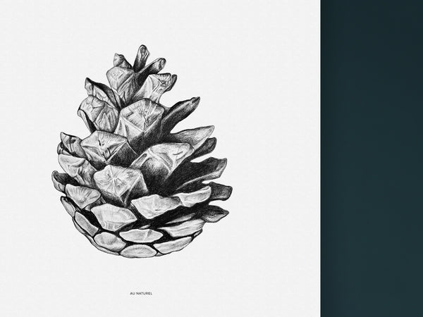 Au Naturel - Black and white Art print of a fir cone by Hanna Candell. 